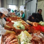 Workers preparing large batches of napa cabbage kimchi on a production line in a Korean facility