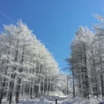 snow flowers in Korea
