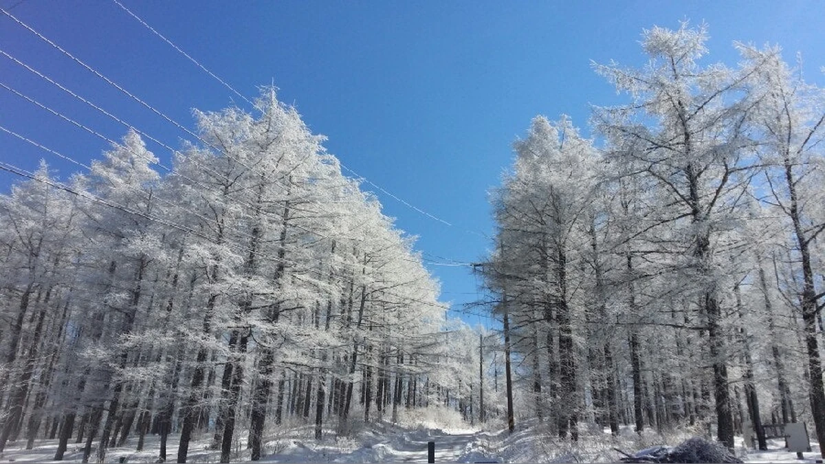 snow flowers in Korea